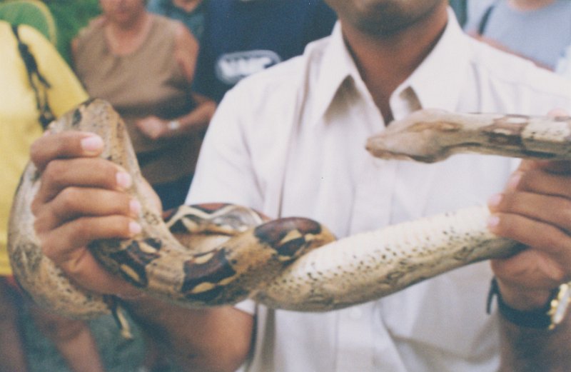 024-At a snake show.jpg